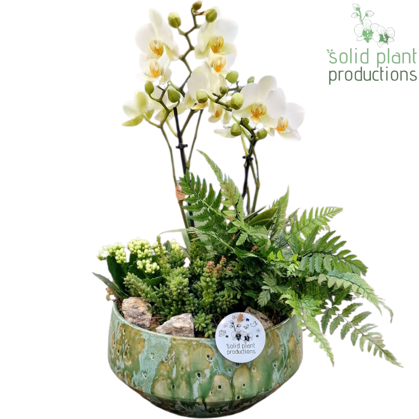 PH091 Sophia Small Green Phalaenopsis 45cm 24cm Pot