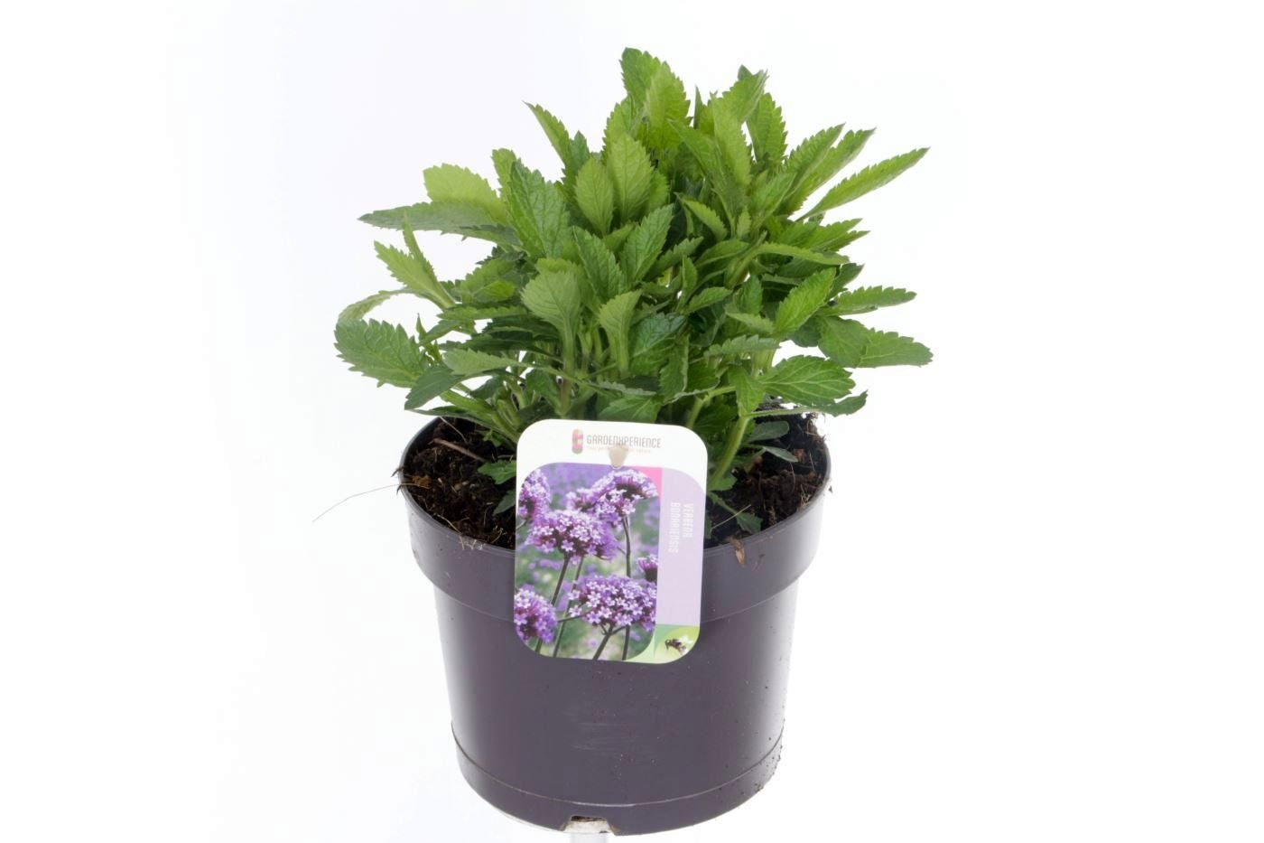 Verbena bonariensis 30cm 17cm Pot