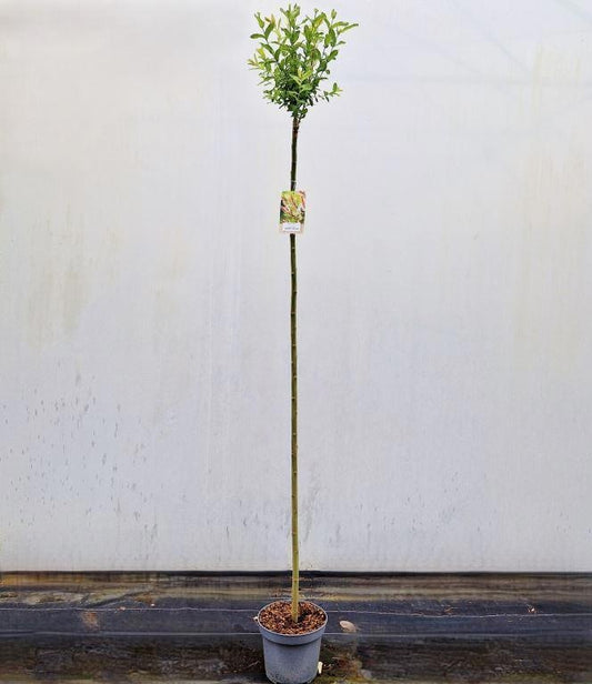 Salix integra Hakuro Nishiki 180cm 26cm Pot