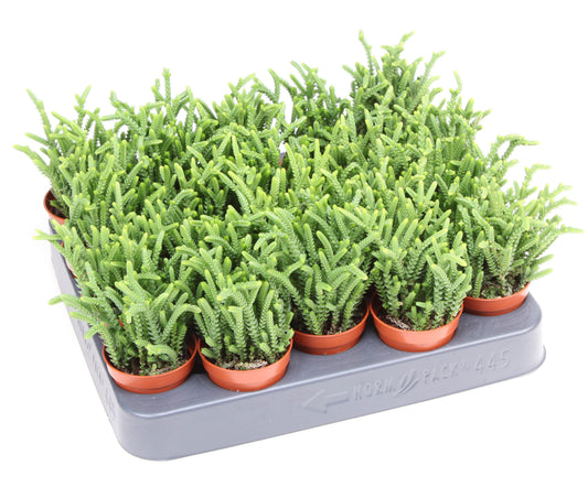 Crassula Lycopodioides 10cm 505cm Pot