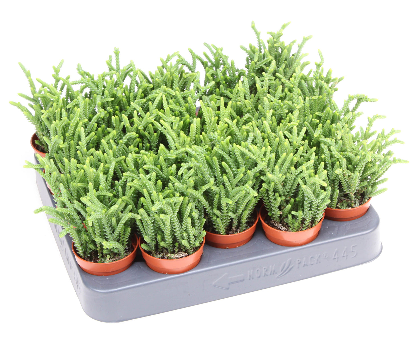 Euro Cactus Holland Bv Crassula Lycopodioides Pack of 20