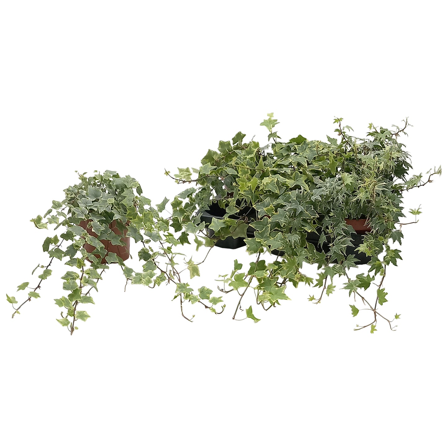 Quakelplant BV Hedera helix variegated Pack of 8