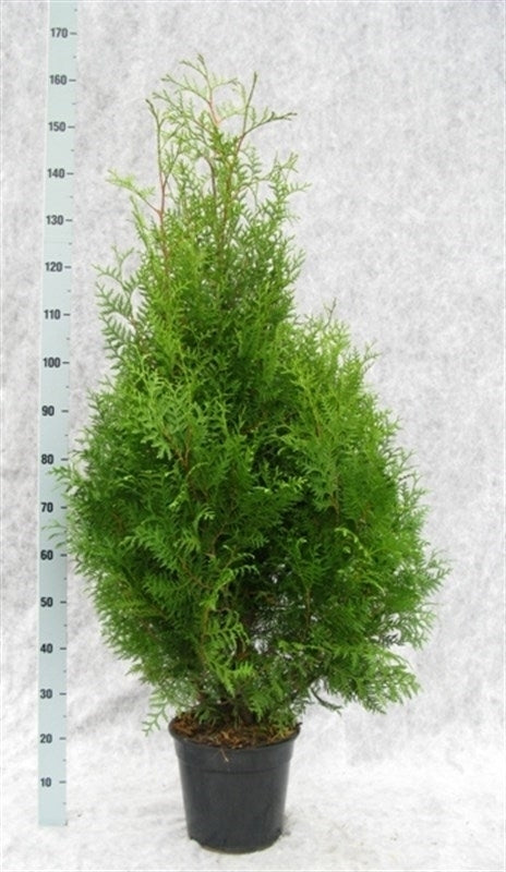 Thuja occidentalis Brabant 160cm 27cm Pot