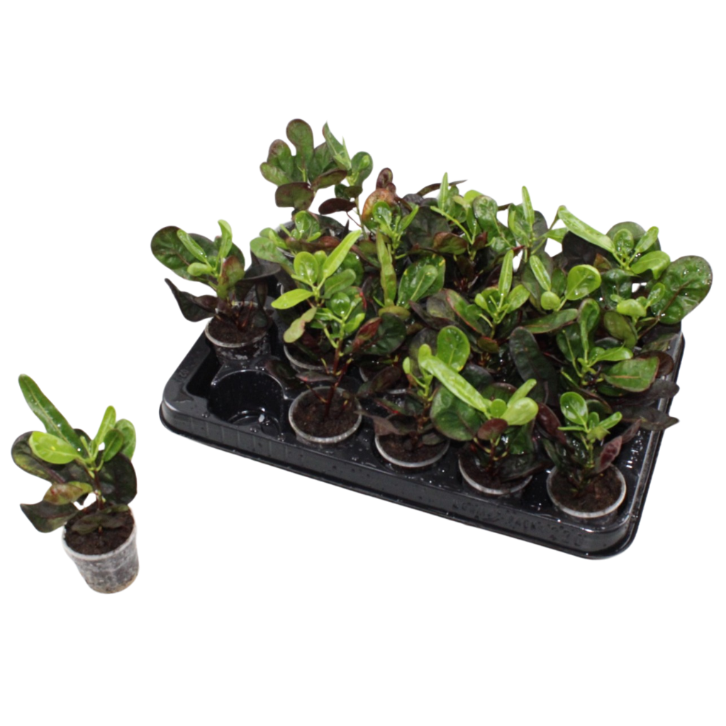 Jongenotter Potpl.kwekerij, Willem Codiaeum Banana Pack of 20