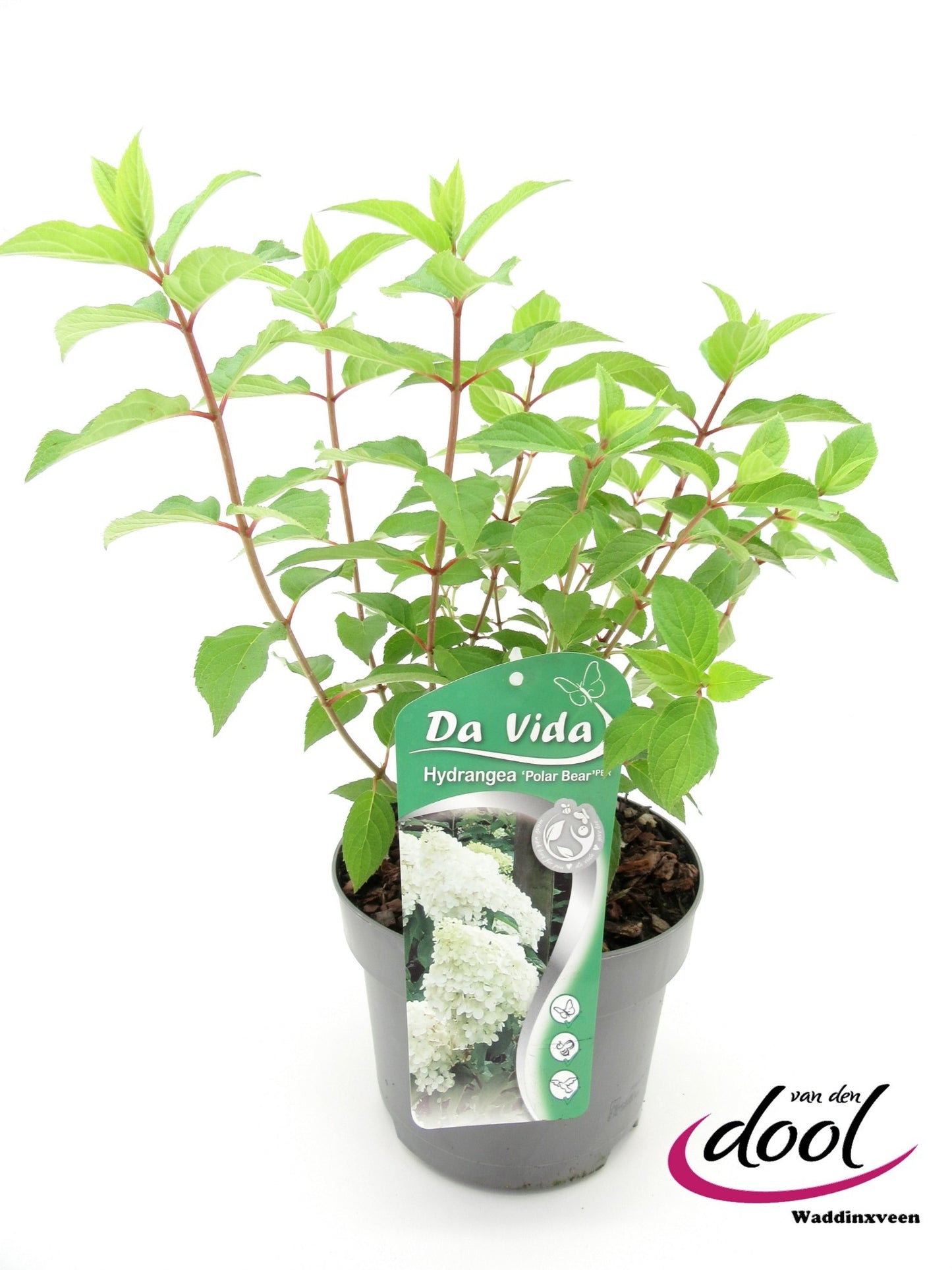 Hydrangea paniculata 40cm 19cm Pot
