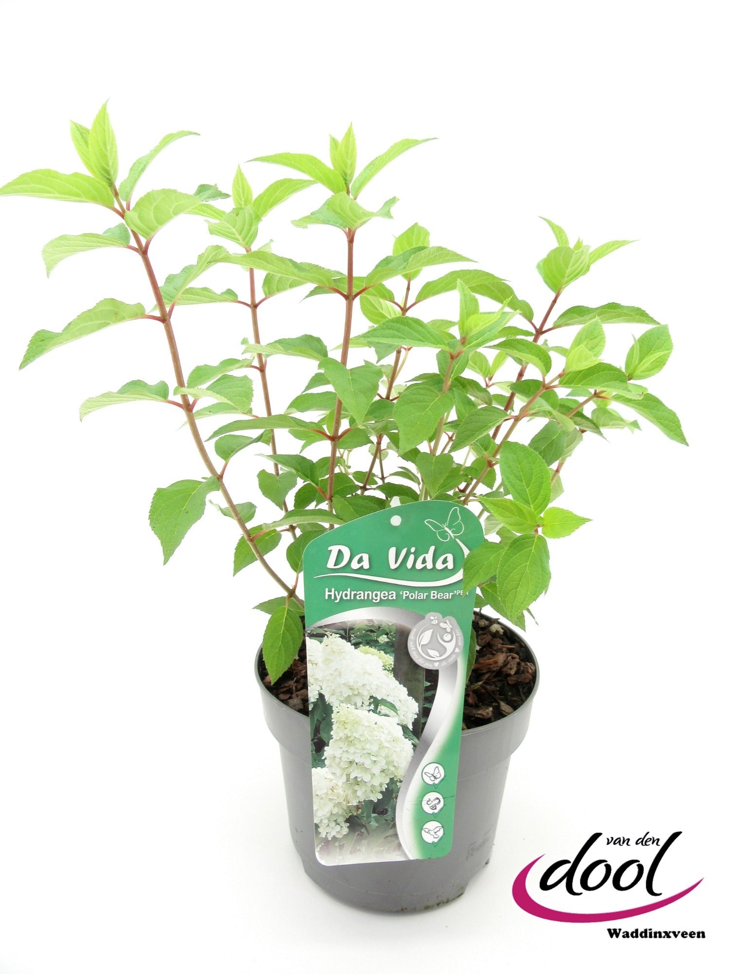 Hydrangea paniculata 40cm 19cm Pot