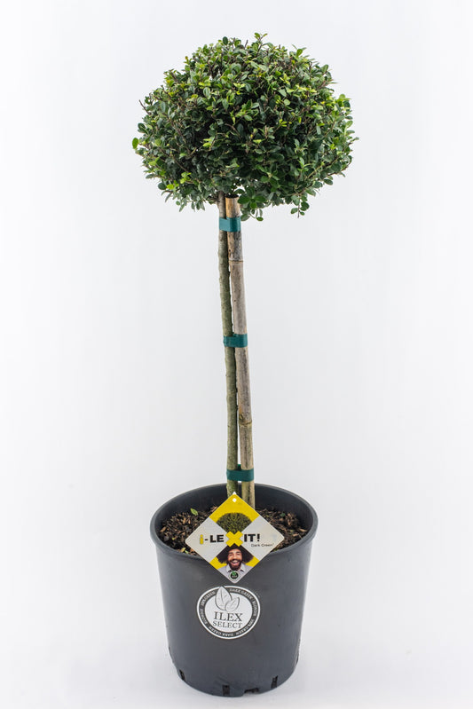 Ilex crenata Dark Green 105cm 26cm Pot