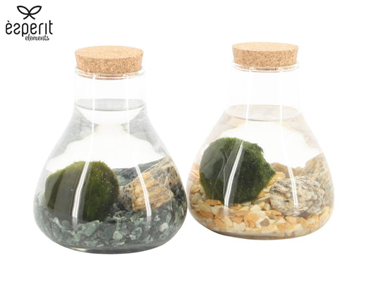 Marimo moss ball in glass 14cm 10cm Pot