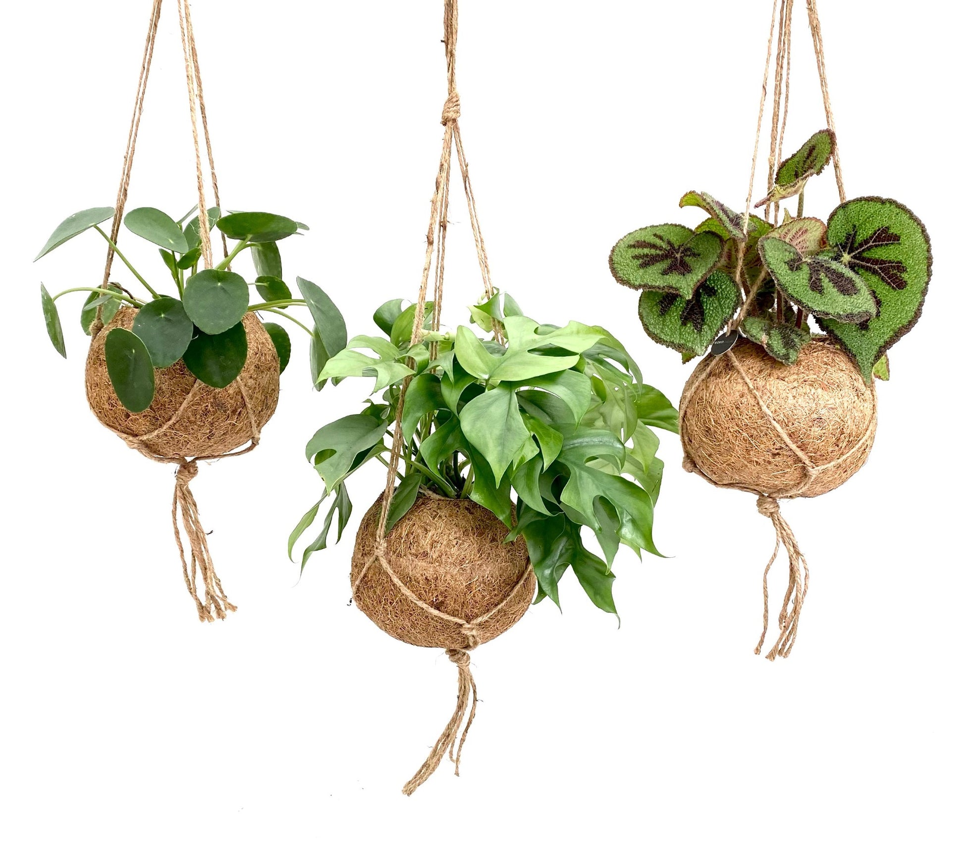 Kokoplant BV Foliage houseplants mix Pack of 3