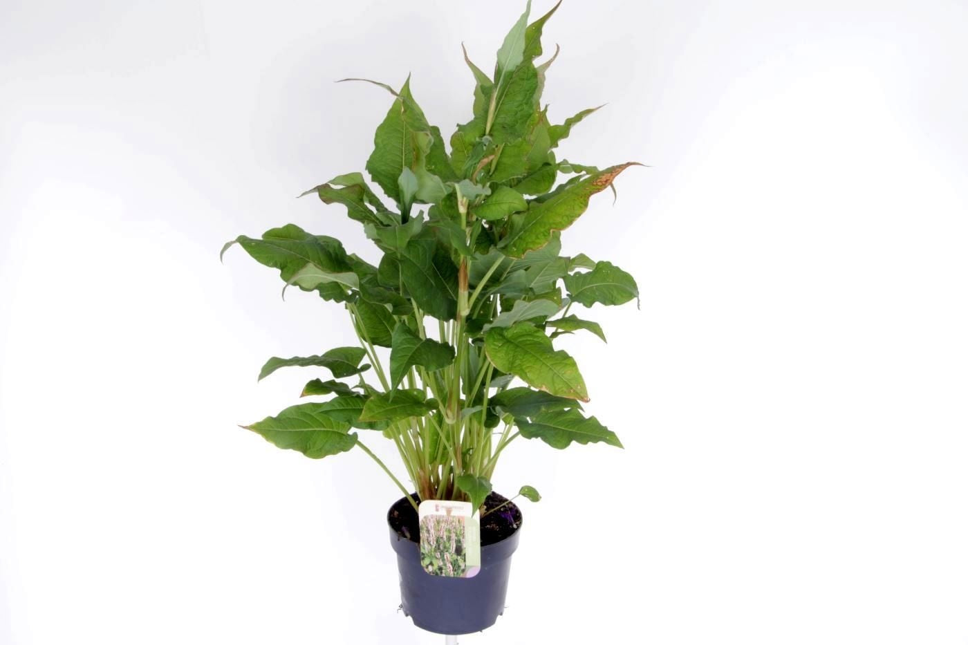 Noordpoel BV, Kw. de Persicaria amp. Rosea Pack of 6