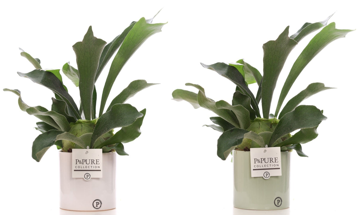 Platycerium bifurcatum 40cm 12cm Pot