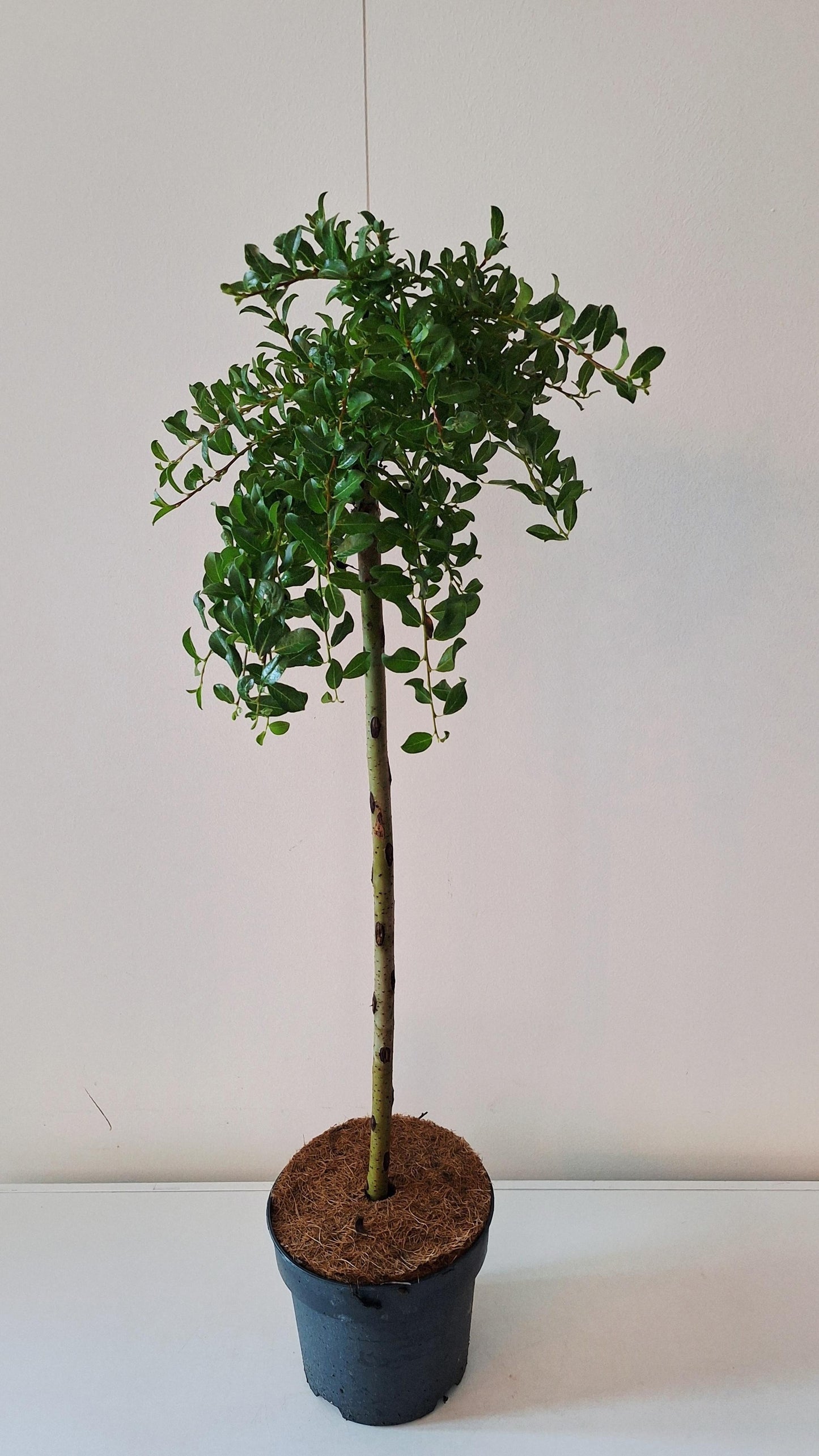 Salix arbuscula 80cm 19cm Pot