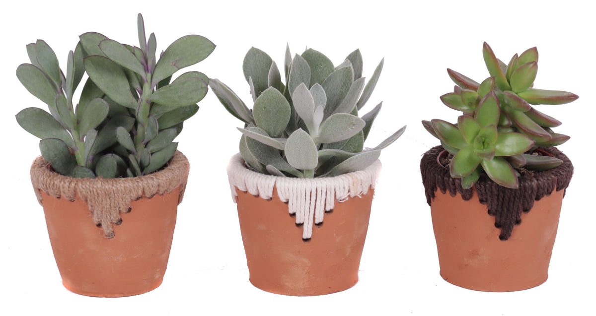 Succulent mix 20cm 10cm Pot