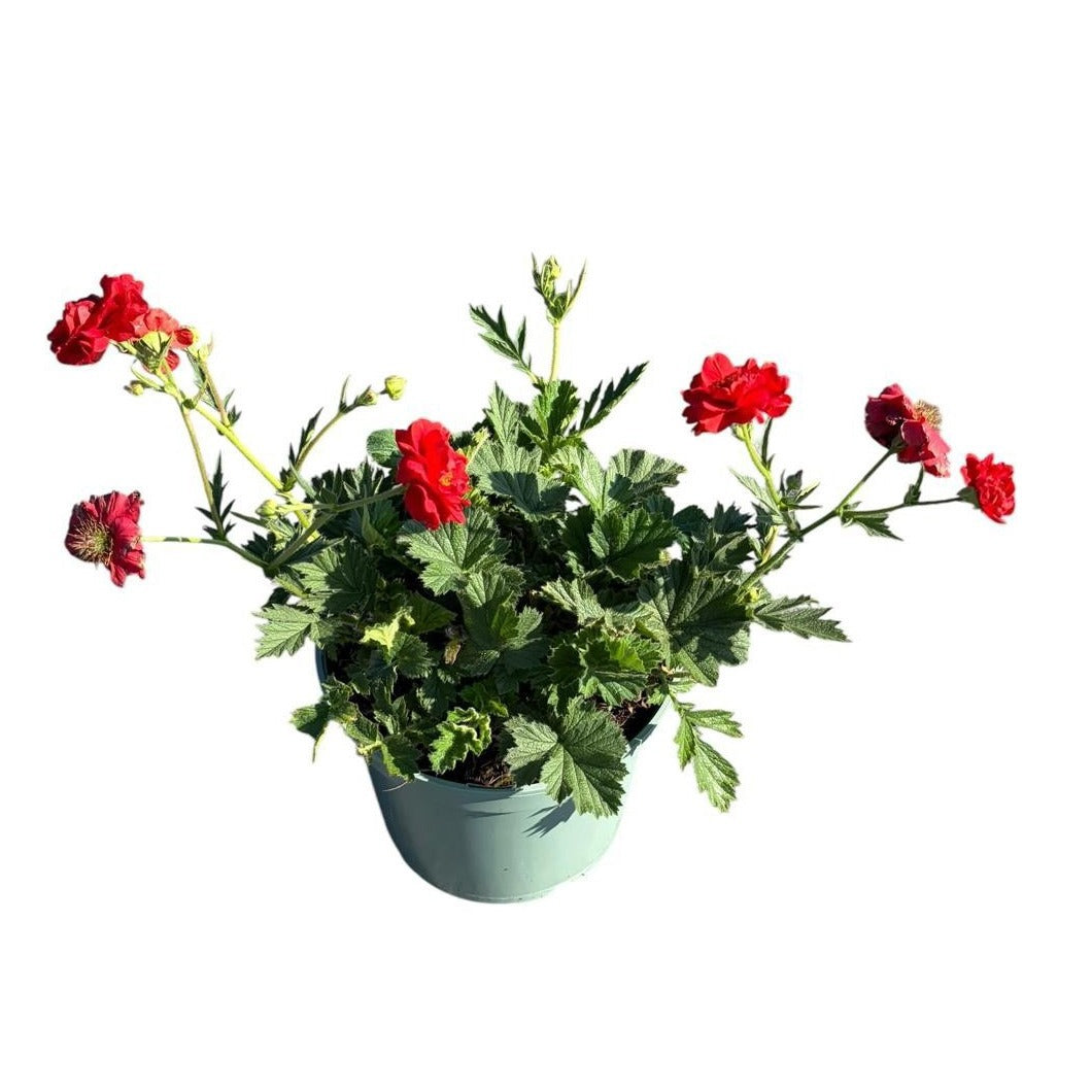 Geum Fiery Tempest 40cm 19cm Pot