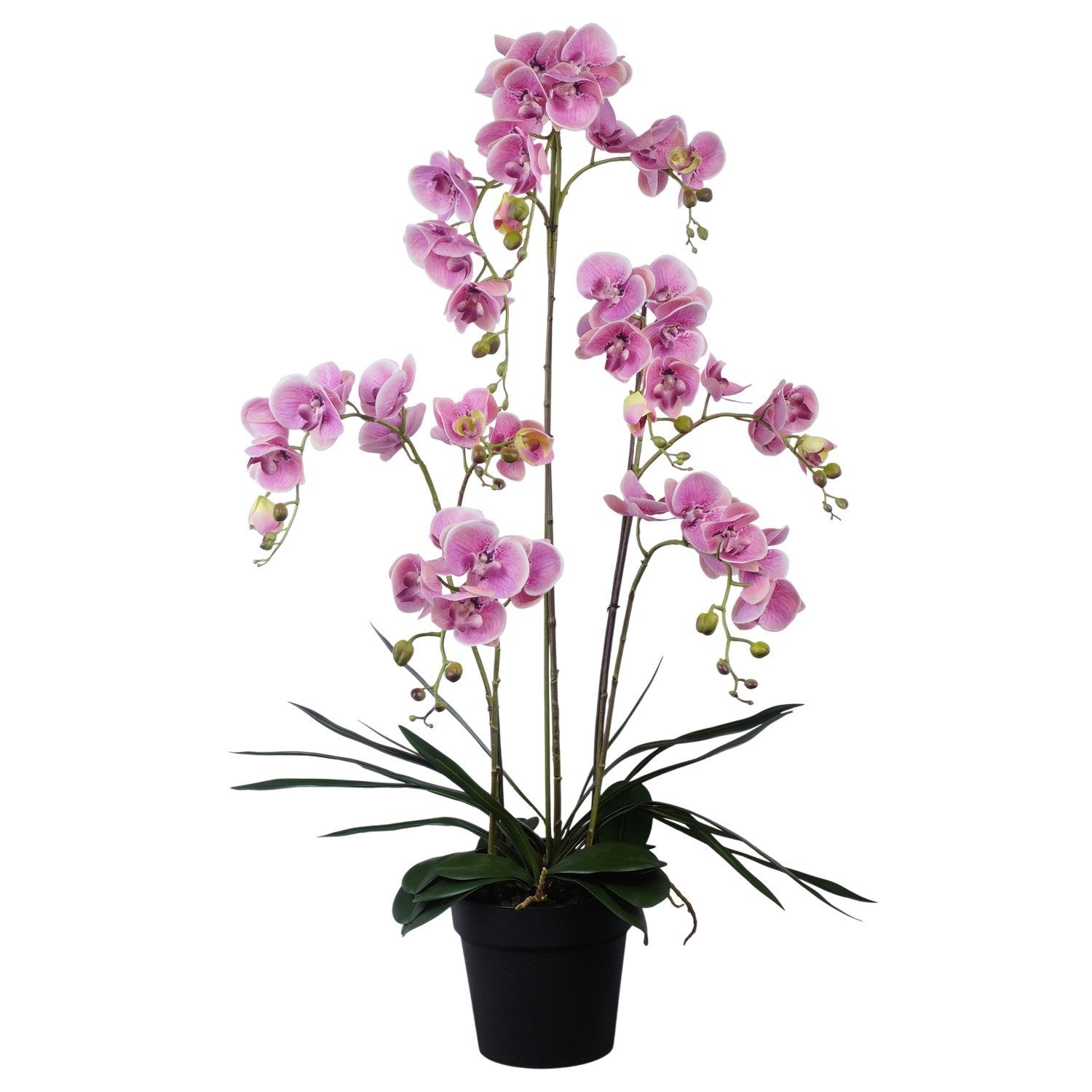 Lilac de chine p kg 120cm 22cm Pot