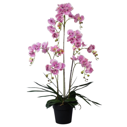 Lilac de chine p kg 120cm 22cm Pot