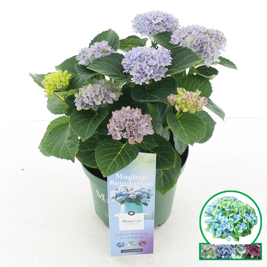 Hydrangea macrophylla Magical Revolution 35cm 20cm Pot