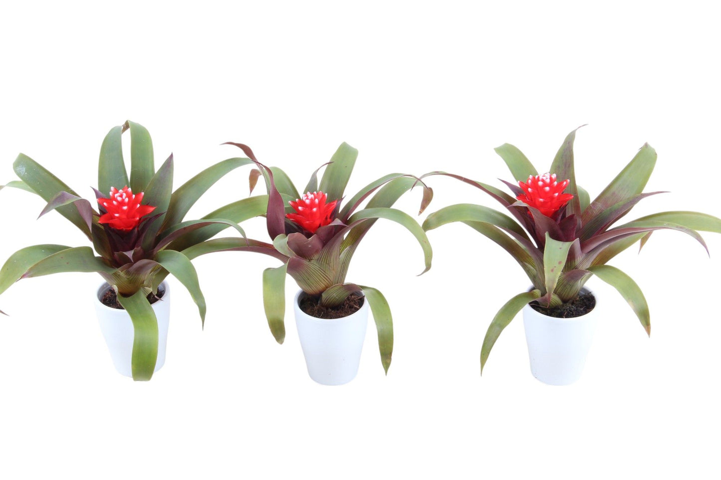 Guzmania Hope 13cm 7cm Pot