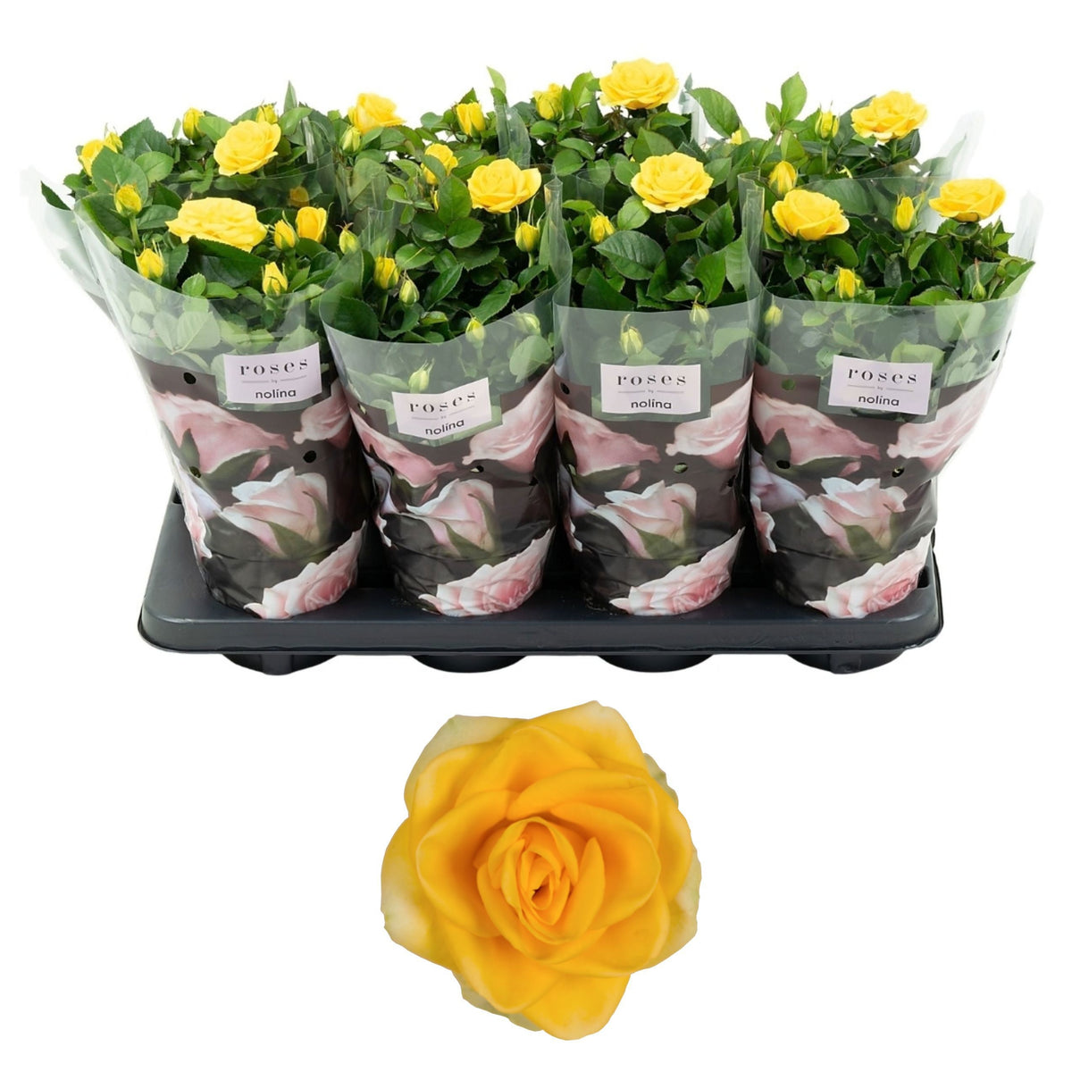 Rosa yellow 36cm 13cm Pot