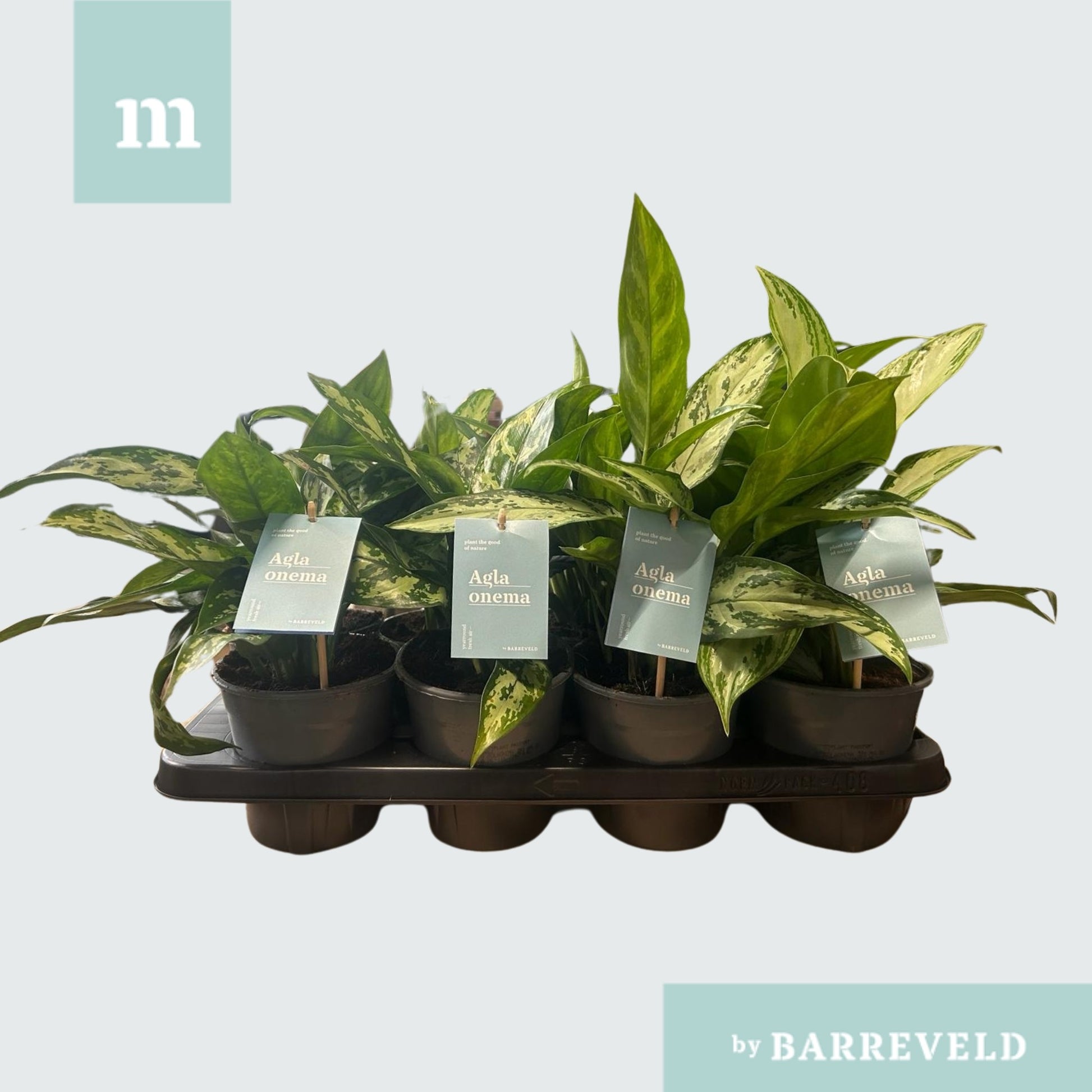 Aglaonema mix 40cm 14cm Pot