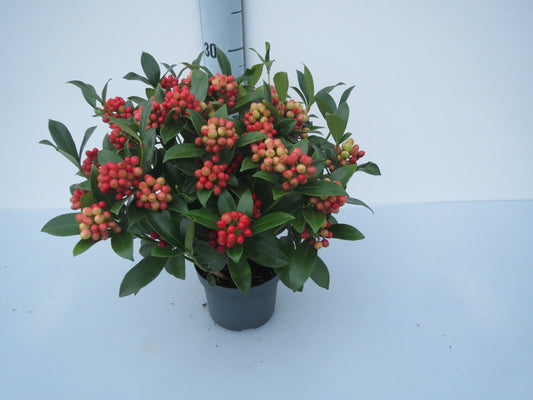 Skimmia japonica O'Berries Red 33cm 12cm Pot