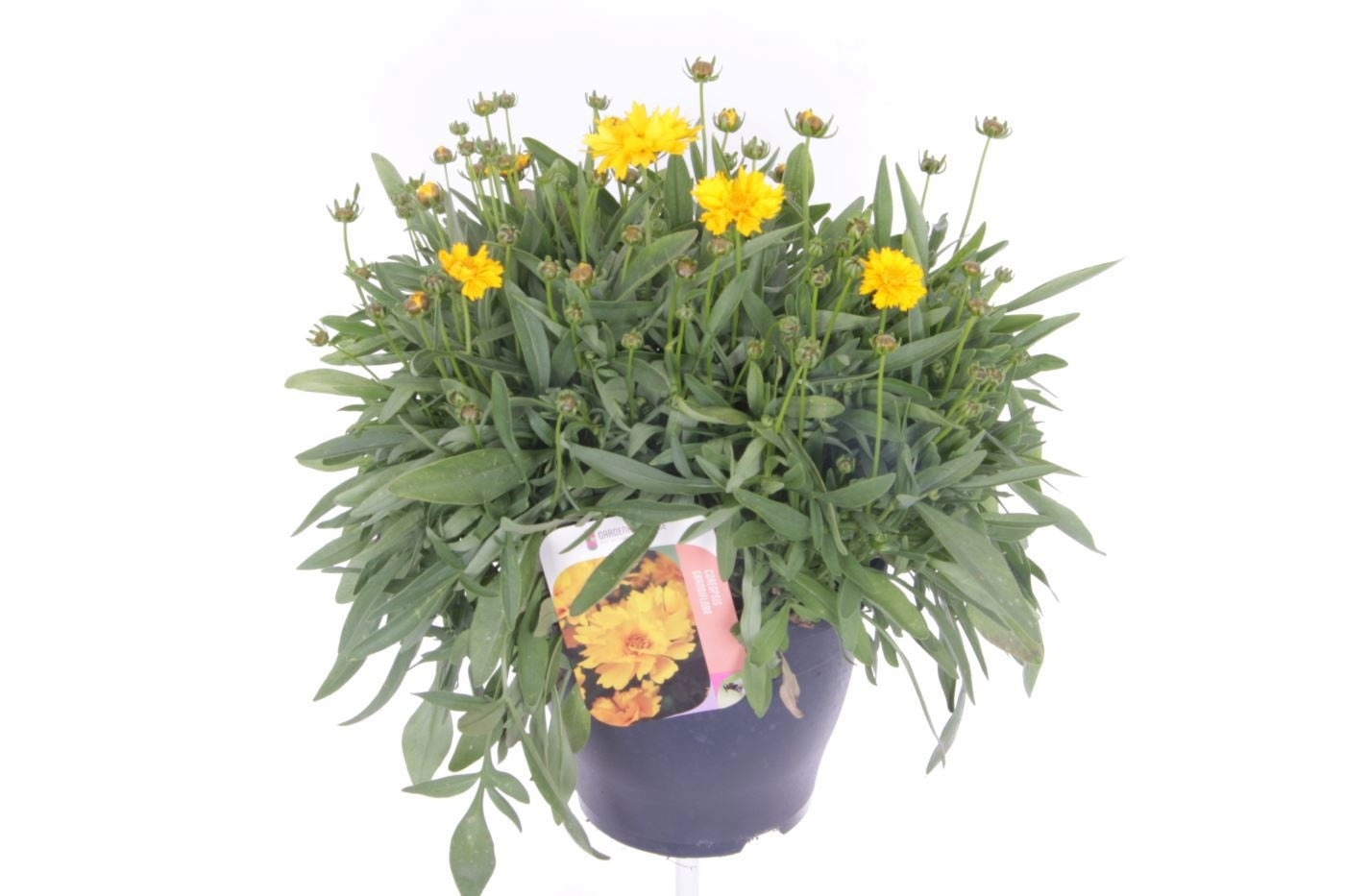 Coreopsis grand. Illico 45cm 23cm Pot