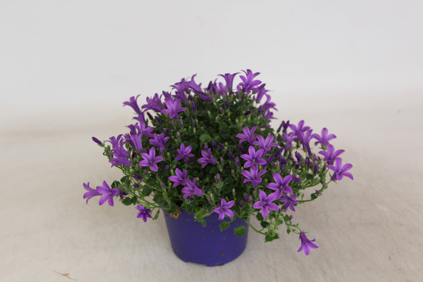 Campanula Hybrid 20cm 12cm Pot