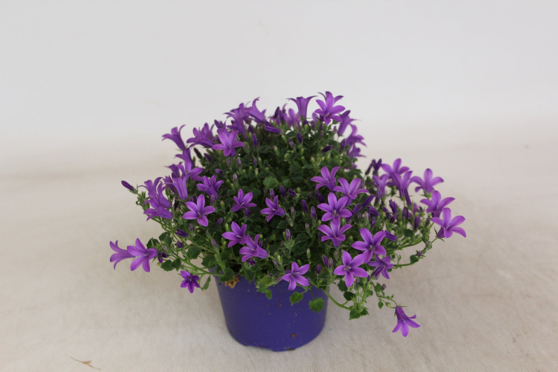 Campanula Hybrid 20cm 12cm Pot