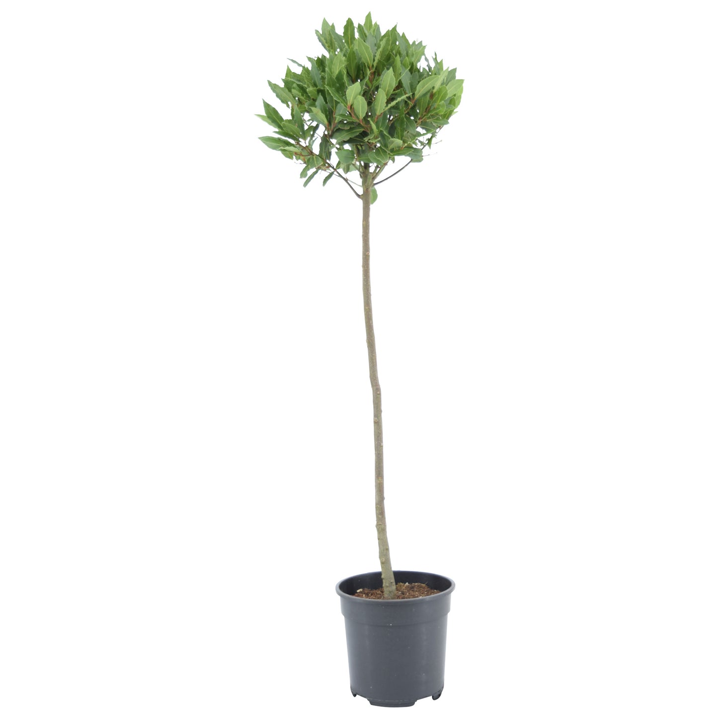Laurus nobilis 110cm 20cm Pot