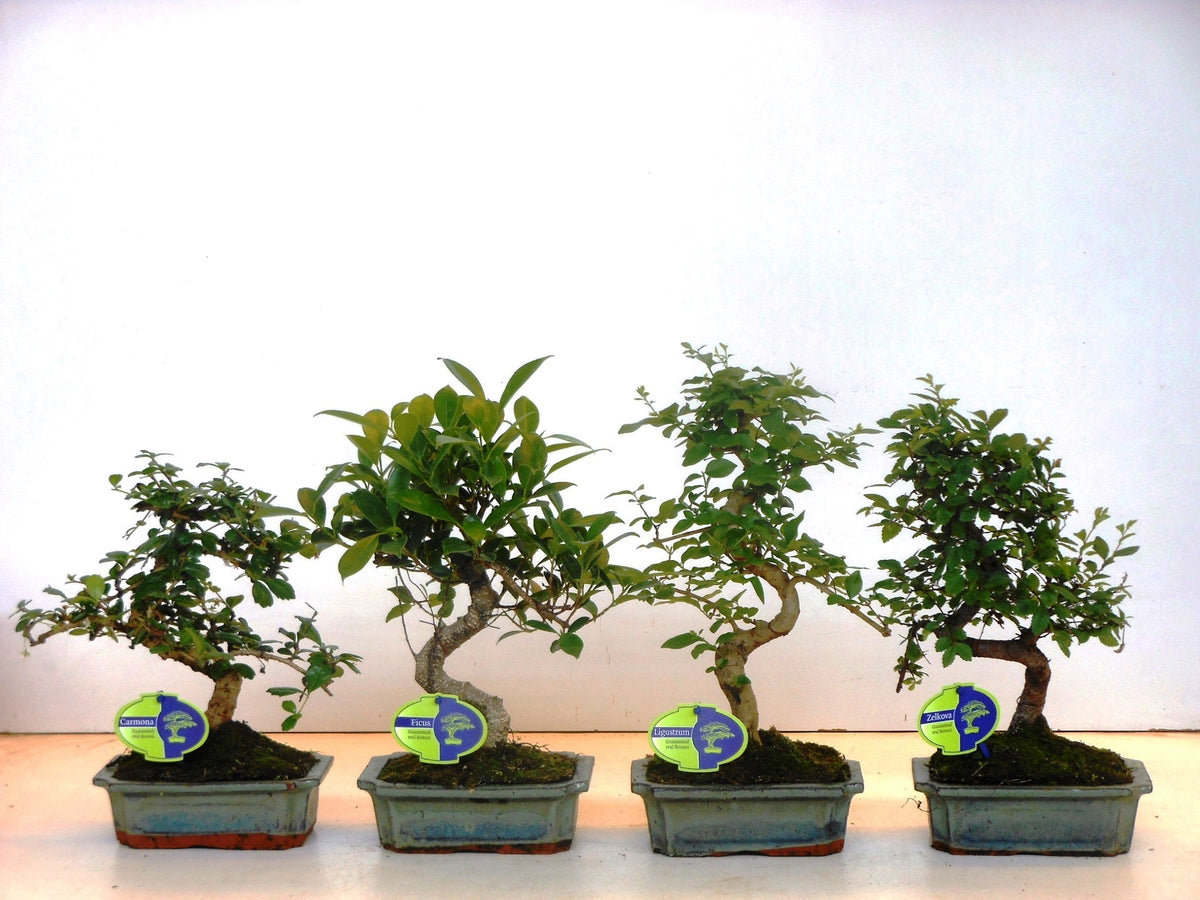Bonsai mix 35cm 20cm Pot