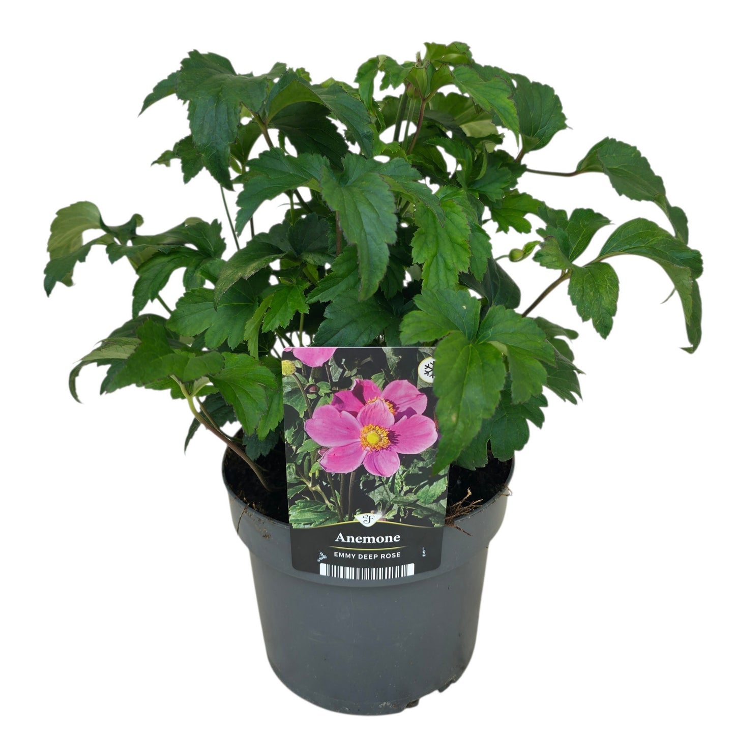 Anemone Japonica hybrids 40cm 17cm Pot