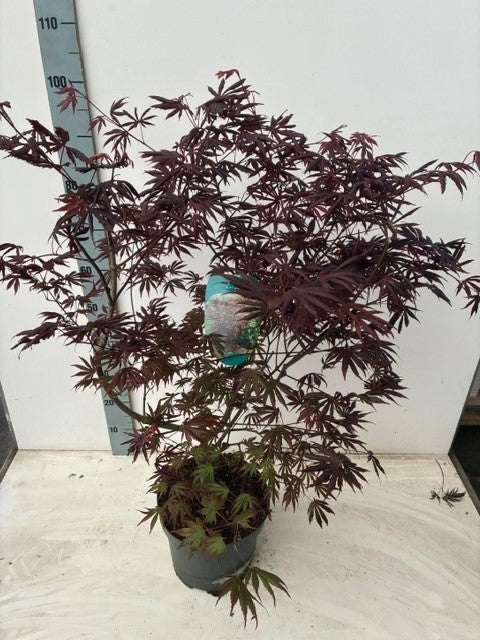 Acer Trompenburg 90cm 26cm Pot