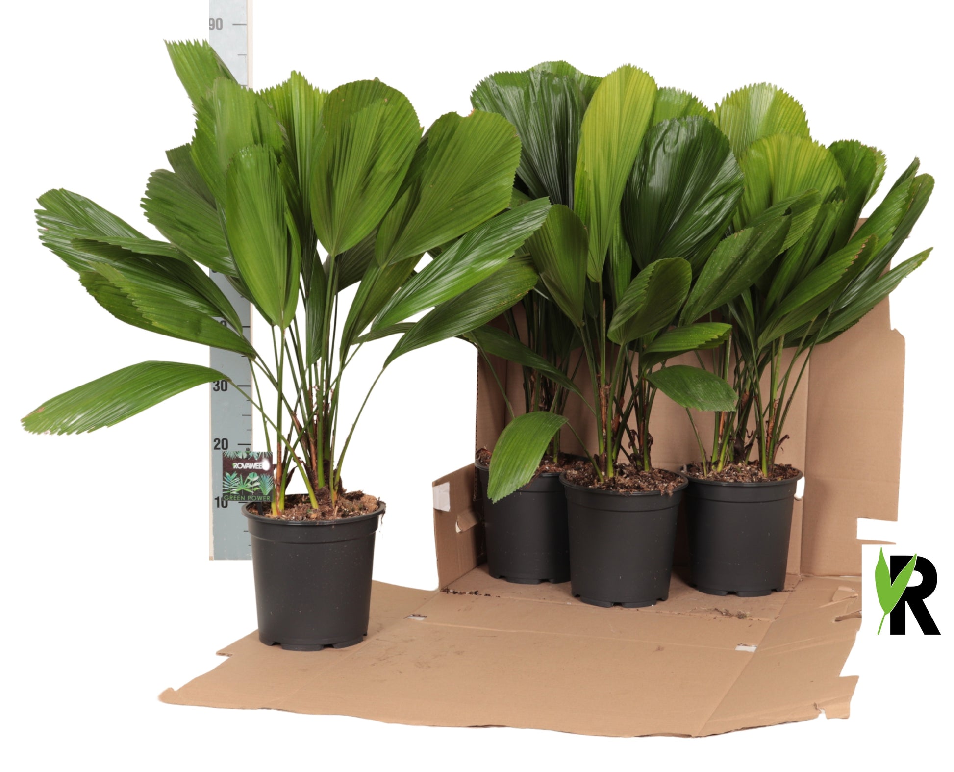 Licuala grandis 80cm 21cm Pot