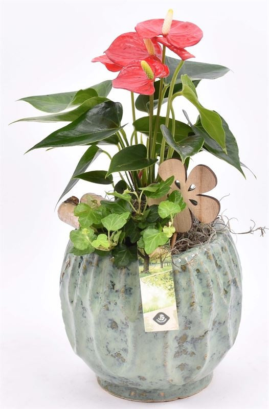 Indoor arrangement 18cm Pot