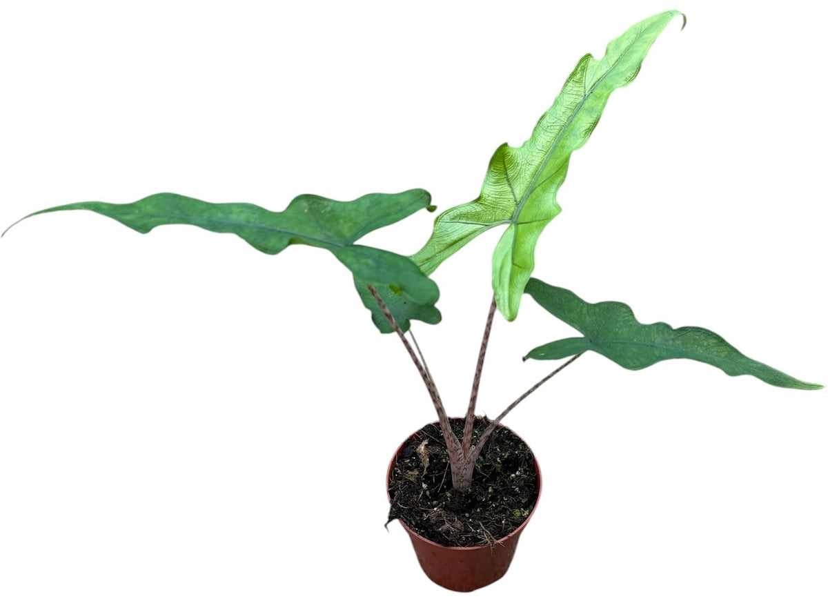 Alocasia amazonica 12cm 8cm Pot