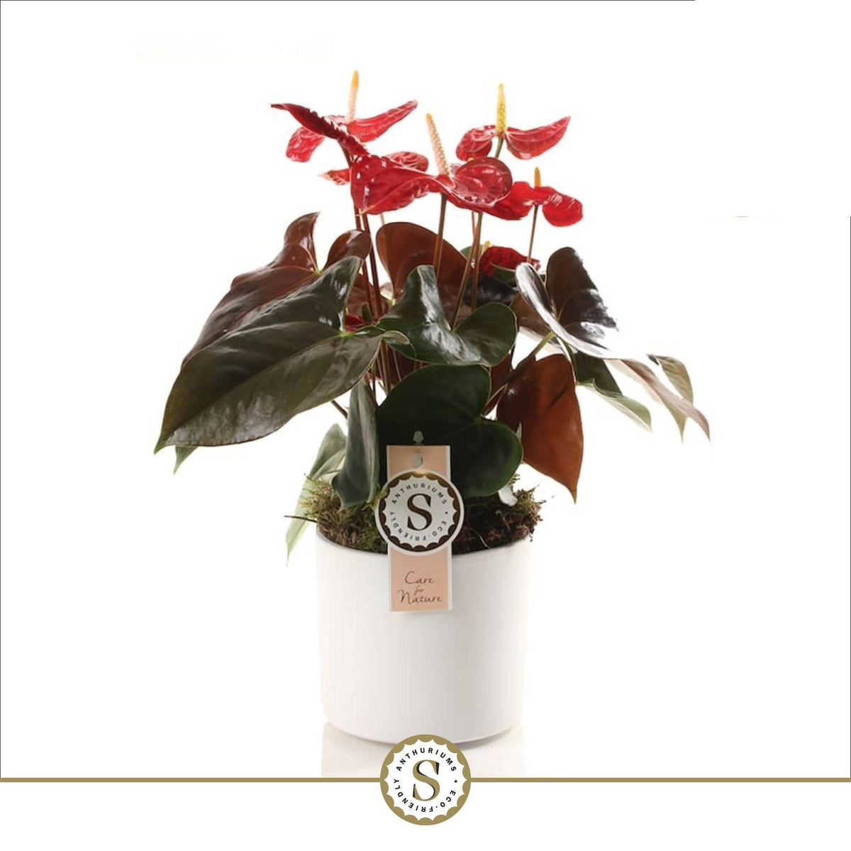 Anthurium Coral Champion 40cm 12cm Pot