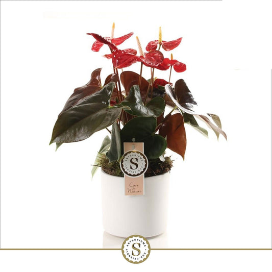 Anthurium Coral Champion 40cm 12cm Pot