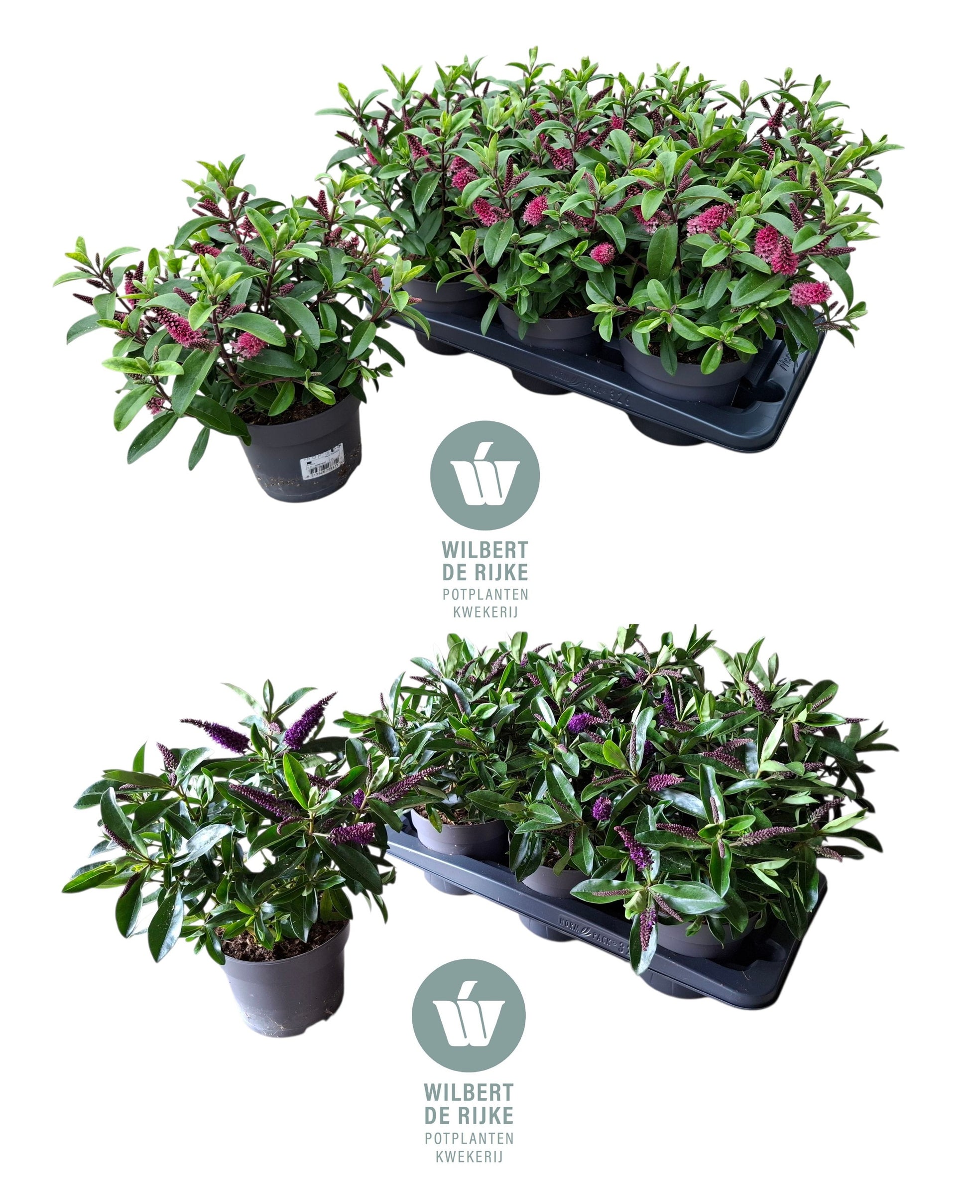 Hebe franciscana mix 30cm 15cm Pot