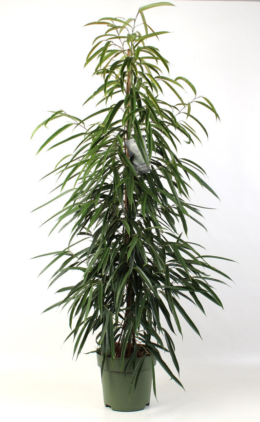 Ficus binnendijkii Alii 150cm 27cm Pot