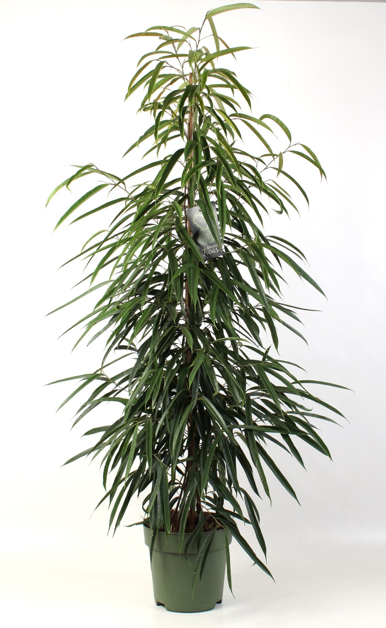 Ficus binnendijkii Alii 150cm 27cm Pot