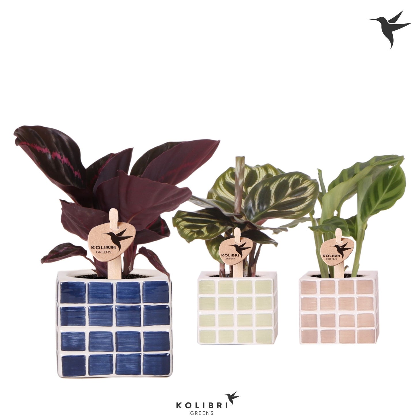 Calathea mix in ceramics 17cm 6cm Pot
