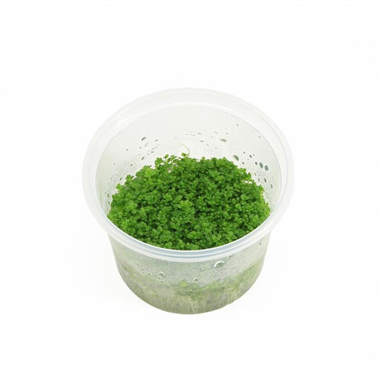 Glossostigma elantinoides 5cm 2cm Pot