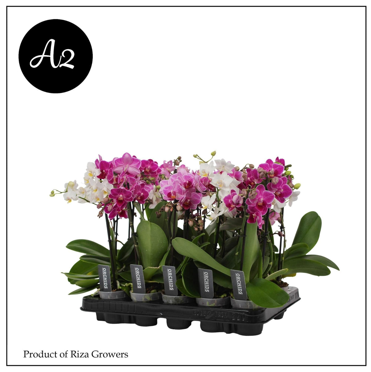 Phalaenopsis mf. mix 32cm 7cm Pot