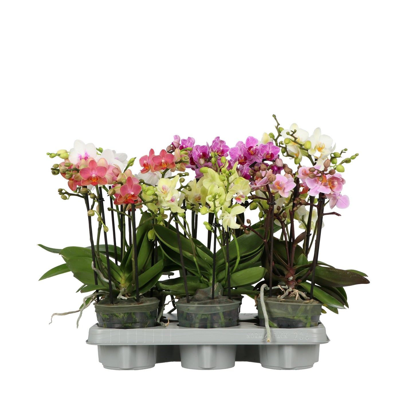 Phalaenopsis mix 40cm 12cm Pot