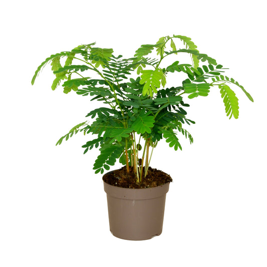 Tamarindus indica 45cm 12cm Pot