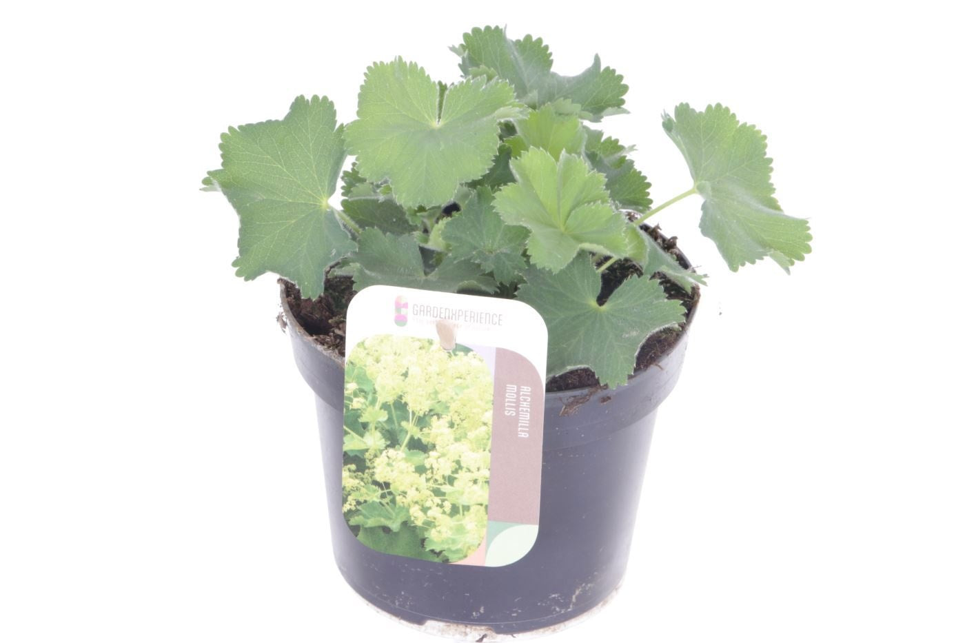 Alchemilla mollis 20cm 13cm Pot