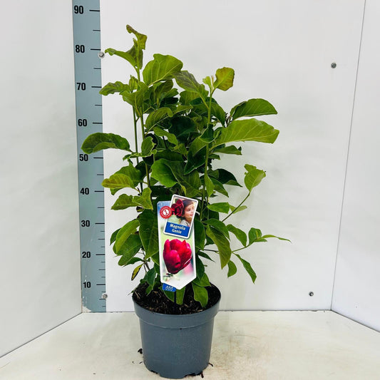 Magnolia soulangeana 80cm 23cm Pot