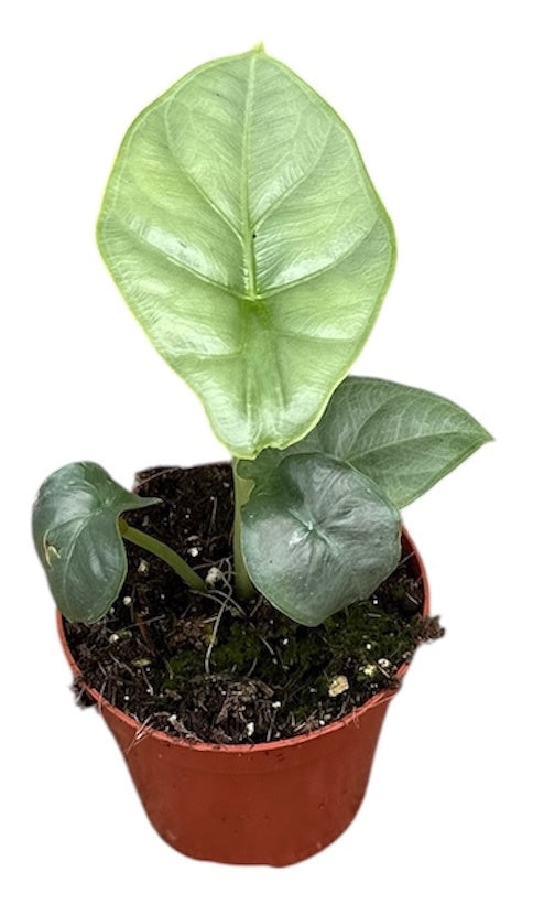 Alocasia amazonica 12cm 8cm Pot