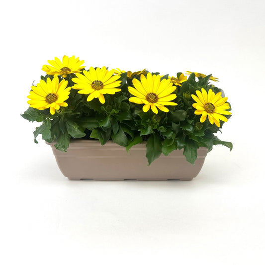 Osteospermum Margarita Yellow 24cm 27cm Pot