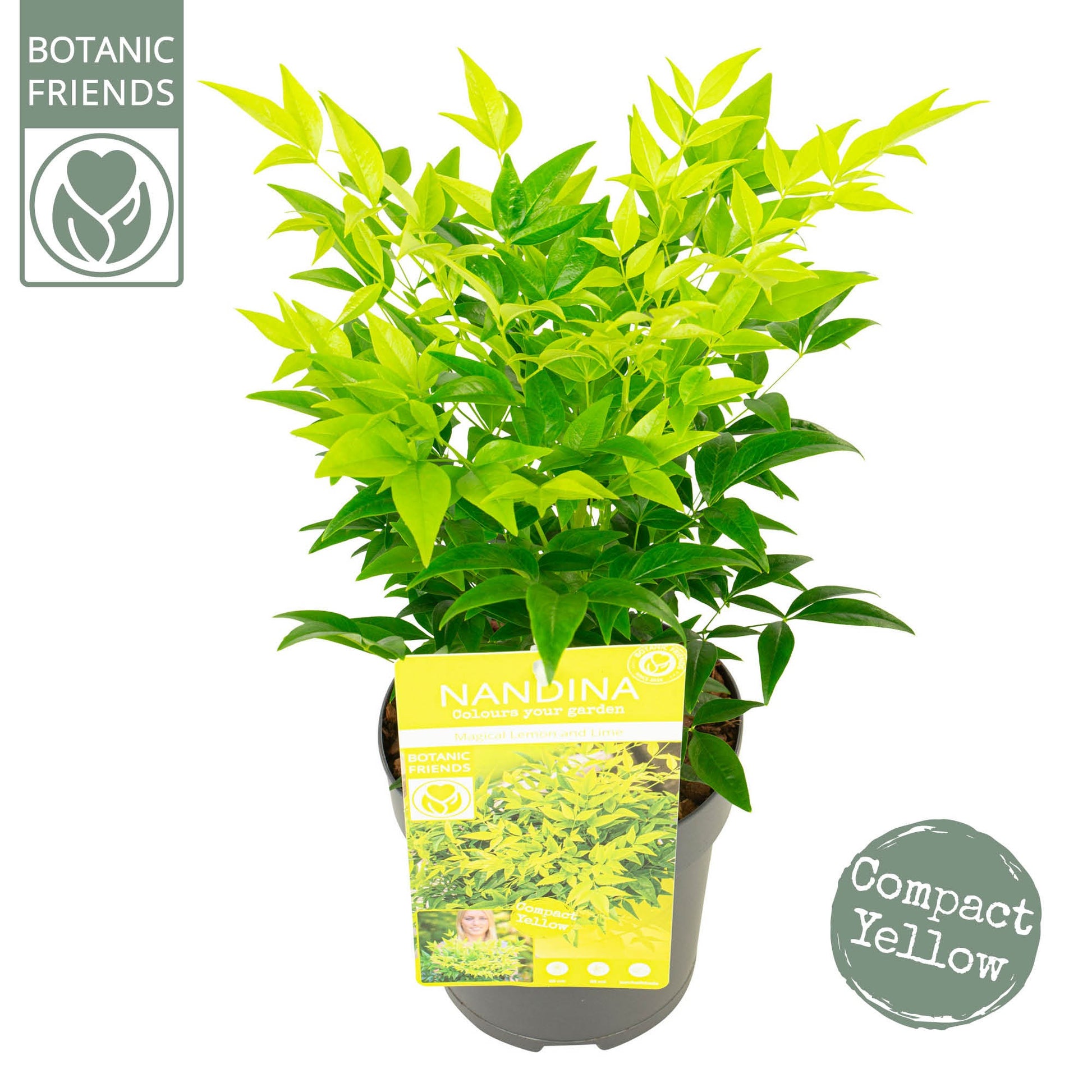 Nandina domestica 30cm 15cm Pot